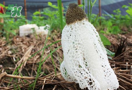 竹蓀怎么泡發(fā)？竹蓀怎么吃