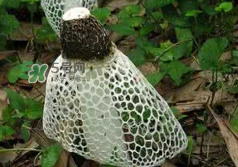 竹蓀怎么泡發(fā)？竹蓀怎么吃