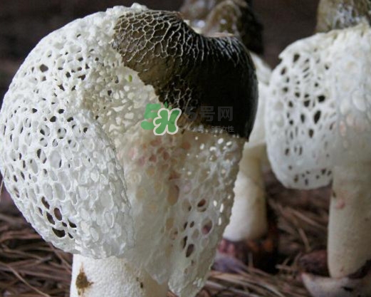 竹蓀有肥皂味正常嗎？竹蓀有酒味了還能吃嗎