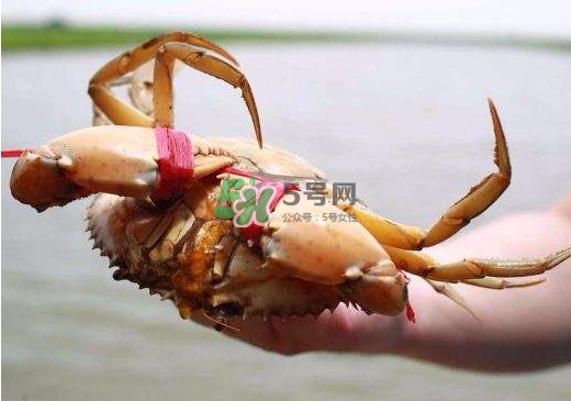 黃油蟹什么季節(jié)吃最好？黃油蟹產(chǎn)地