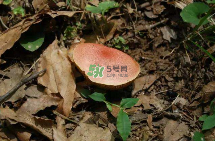 蘑菇中毒怎么辦？蘑菇中毒的癥狀