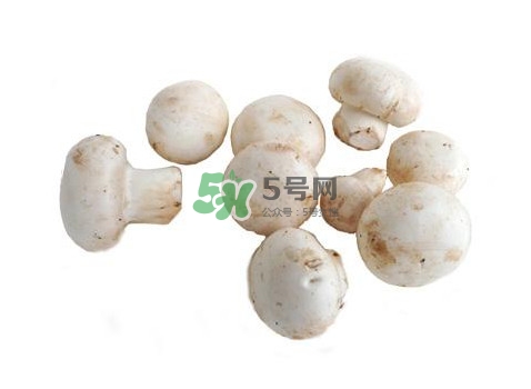 口蘑是什么蘑菇？口蘑長(zhǎng)什么樣子？