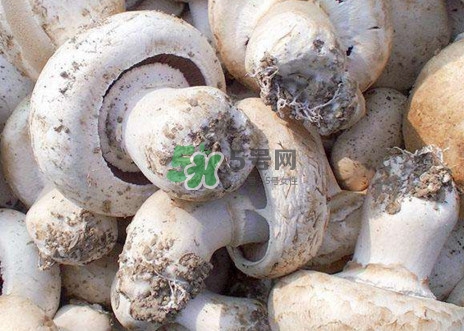 口蘑是什么蘑菇？口蘑長(zhǎng)什么樣子？