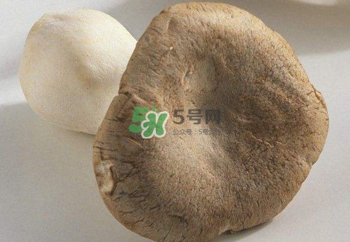 杏鮑菇用水焯嗎？杏鮑菇怎么做好吃