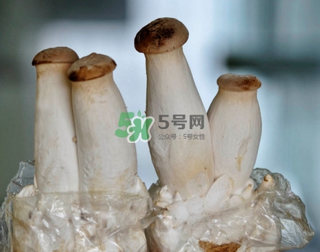 杏鮑菇怎么清洗？杏鮑菇怎么保存