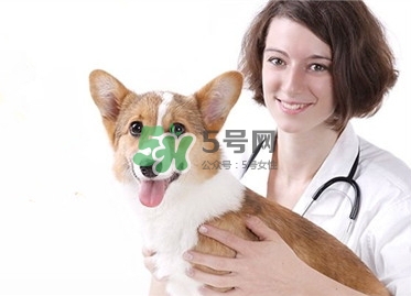 孕婦能養(yǎng)狗嗎？孕婦養(yǎng)狗注意事項(xiàng)