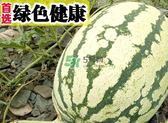 石頭瓜什么時(shí)候上市？石頭瓜多少錢一斤？