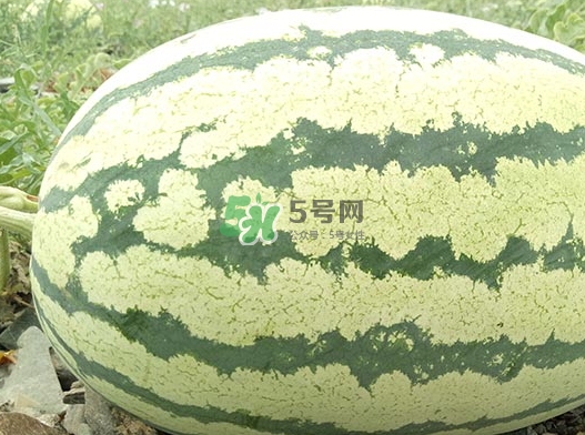 石頭瓜什么時(shí)候上市？石頭瓜多少錢一斤？