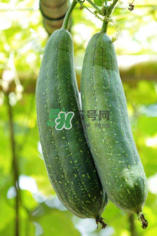 秋天吃絲瓜掉頭發(fā)嗎？秋天吃絲瓜愛掉頭發(fā)是真的嗎？