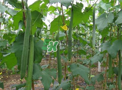 秋天絲瓜有毒嗎？秋天絲瓜能吃嗎？