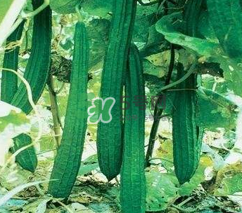 秋天絲瓜有毒嗎？秋天絲瓜能吃嗎？