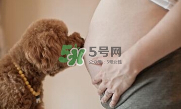 孕婦不能養(yǎng)寵物嗎？為什么孕婦不能養(yǎng)寵物？
