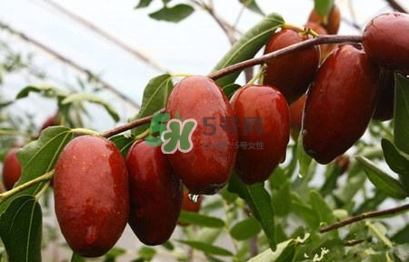 秋季吃什么水果最好？秋季常吃什么水果比較好？