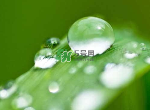 白露可以種什么菜？白露過后能種植什么蔬菜？