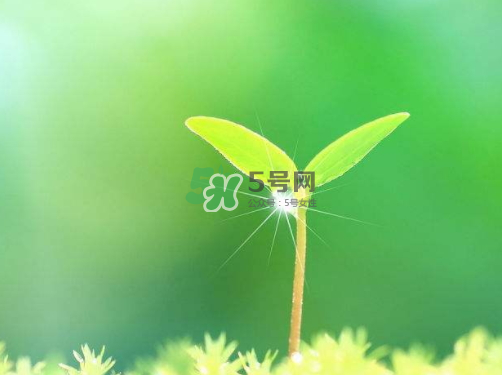 白露可以種什么菜？白露過后能種植什么蔬菜？