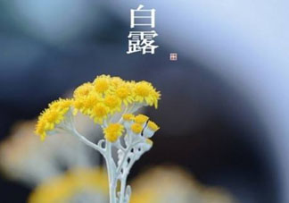 白露可以種什么菜？白露過后能種植什么蔬菜？