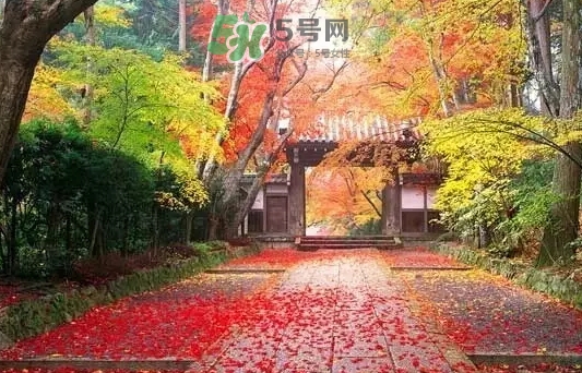 白露是寒露嗎？白露和寒露的區(qū)別