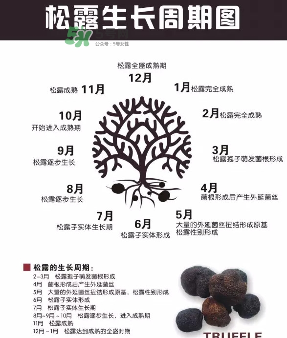 松露是什么樣子的？松露是怎么形成的