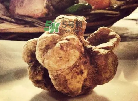世界上評(píng)價(jià)較高的松露品種是什么？白松露和黑松露哪個(gè)好