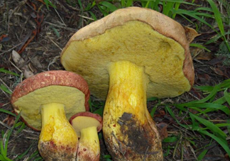 牛肝菌要泡發(fā)多久？牛肝菌怎么清洗