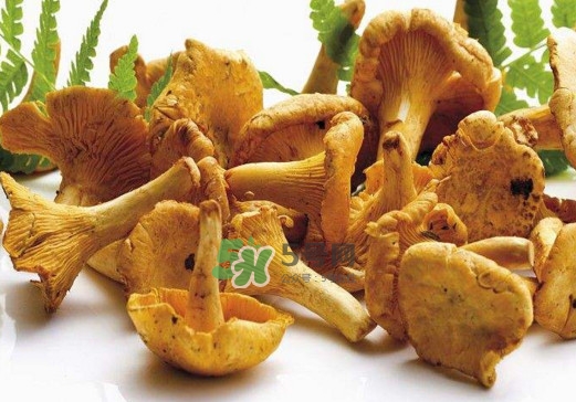 雞油菌怎么做好吃？雞油菌怎么吃