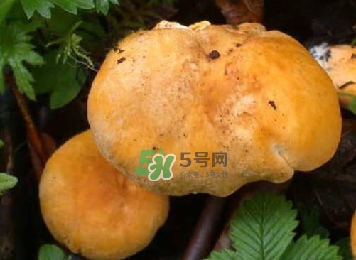 新鮮雞油菌怎么保存？干雞油菌怎么保存