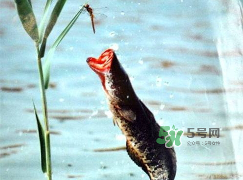 九月份可以釣黑魚嗎？9月份可以釣黑魚嗎？