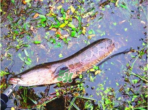 九月份可以釣黑魚嗎？9月份可以釣黑魚嗎？