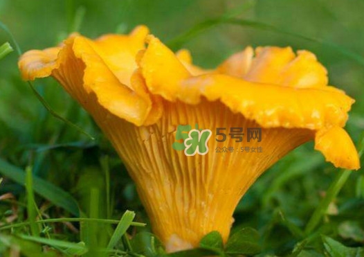 雞油菌是寒性的嗎？雞油菌是發(fā)物嗎