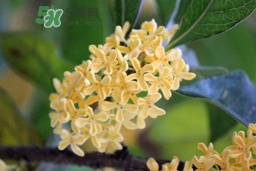 家里為什么不能種桂花？桂花為什么不能栽在家里