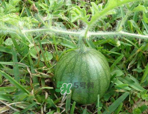 9月份可以種西瓜嗎？九月份種西瓜會結(jié)果嗎？