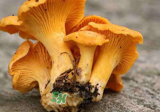 雞油菌怎么清洗？雞油菌要焯水嗎