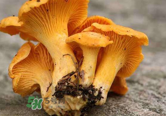 雞油菌什么季節(jié)有？雞油菌什么時候采摘