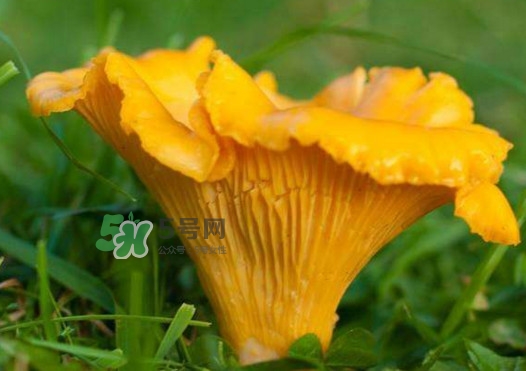 雞油菌孕婦能吃嗎？孕婦可以吃雞油菌嗎