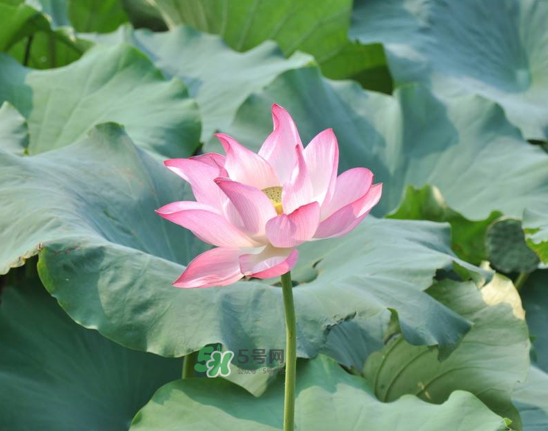 荷花桿可以吃嗎？荷花桿怎么吃？