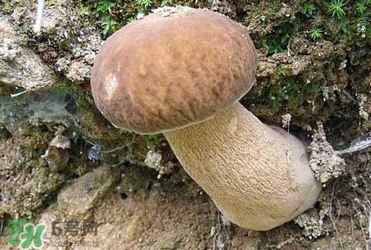 牛肝菌種類有哪些？牛肝菌與什么食物相克