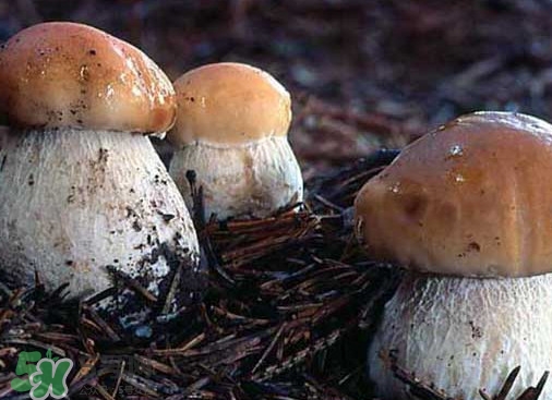 牛肝菌種類有哪些？牛肝菌與什么食物相克
