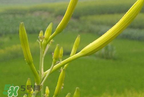 黃花菜是植物的什么部分？黃花菜要去芯嗎？