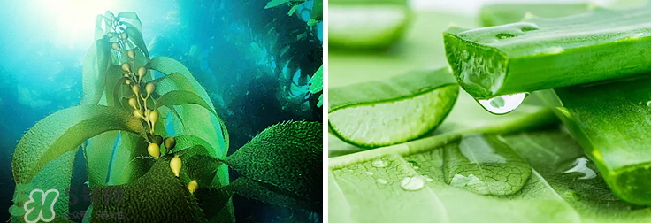 紀皙妍氣墊bb霜怎么樣？紀皙妍氣墊好不好用？