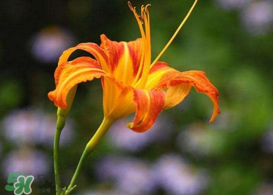 黃花菜開(kāi)花了還能吃嗎？開(kāi)花的黃花菜可以吃嗎