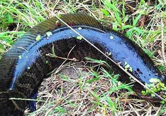 九月份可以釣黑魚嗎？9月份可以釣黑魚嗎？