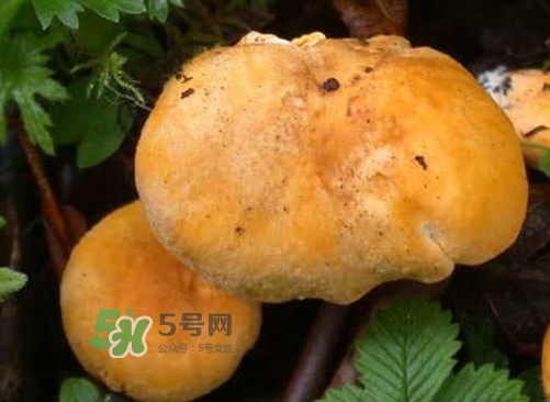 雞油菌是寒性的嗎？雞油菌是發(fā)物嗎