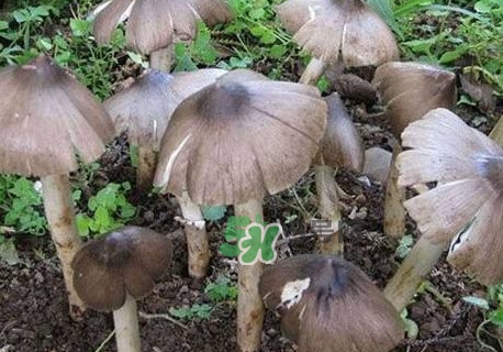 雞樅菌什么人不能吃？雞樅菌哪些人能吃