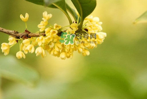 家里為什么不能種桂花？桂花為什么不能栽在家里