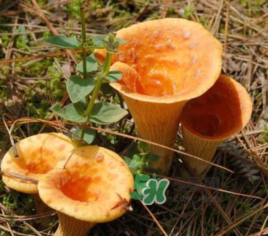雞油菌怎么做好吃？雞油菌怎么吃