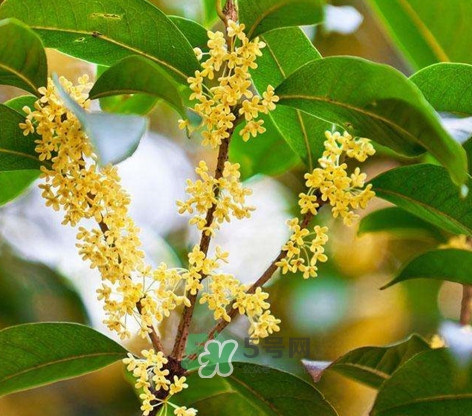 桂花樹種在院子哪里好？桂花樹種在家門口好嗎