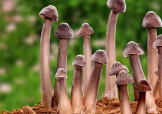 雞樅菌多少錢一斤？干雞樅菌多少錢一斤