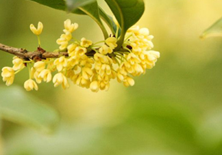 家里為什么不能種桂花？桂花為什么不能栽在家里
