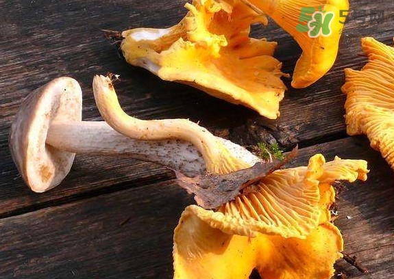 雞油菌什么季節(jié)有？雞油菌什么時候采摘