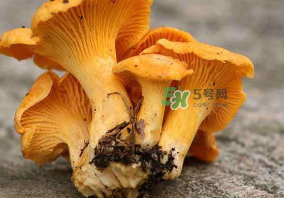 雞油菌孕婦能吃嗎？孕婦可以吃雞油菌嗎